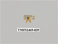 藏品(梯紋豔苔蛾)的圖片